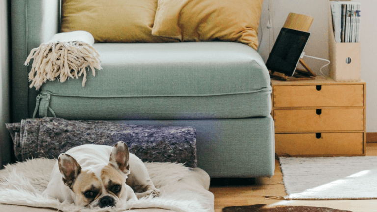 Dog in Living Room-Code Red Fin